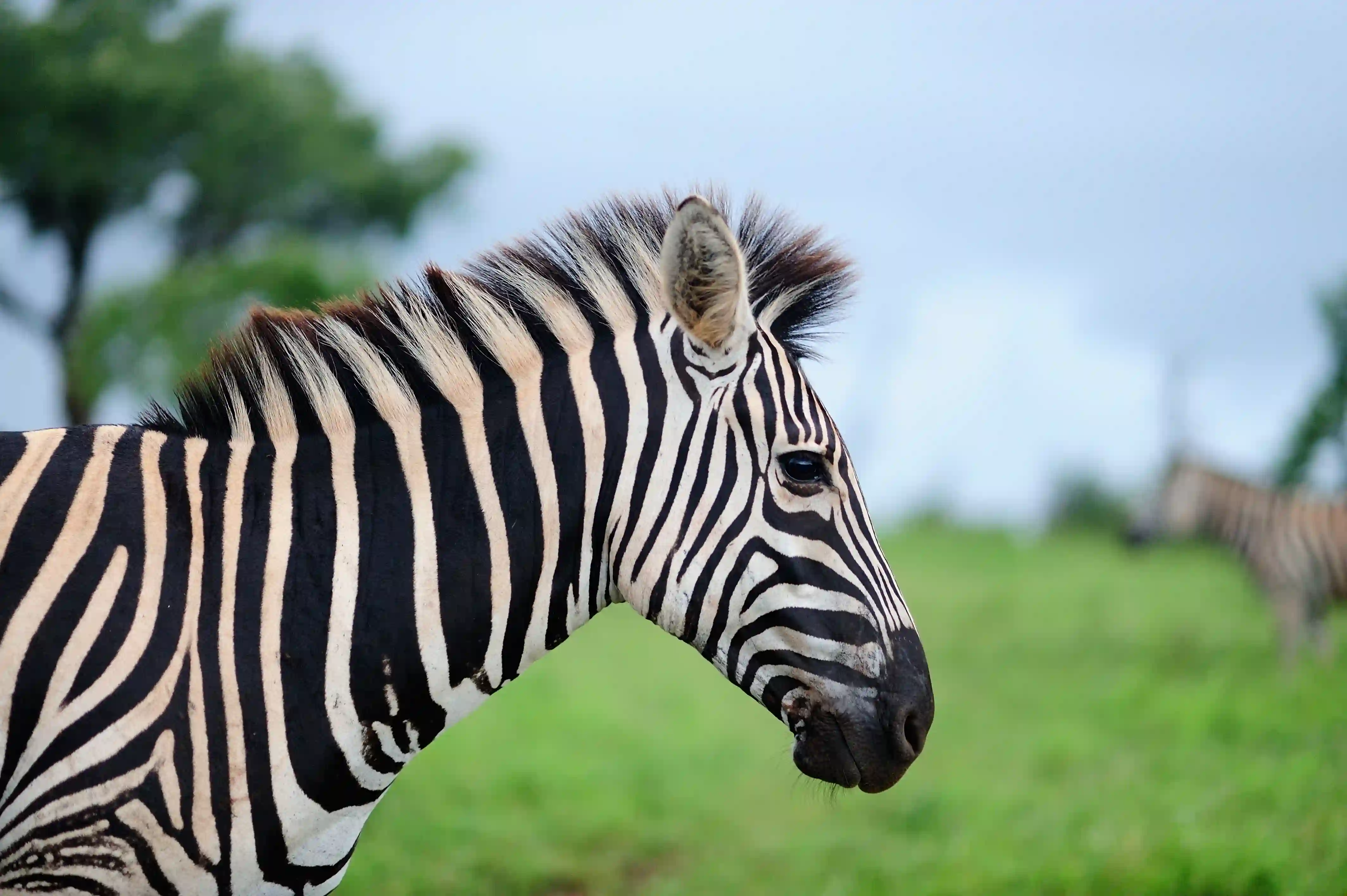 Zebra grazing in Kenyan savannah during safari