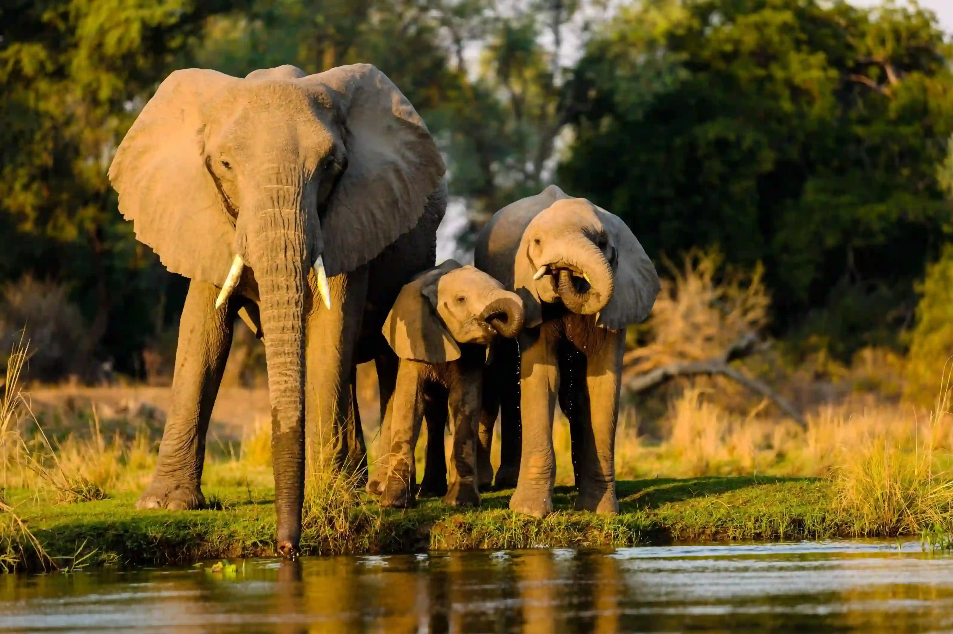 A picture of an Elephant.