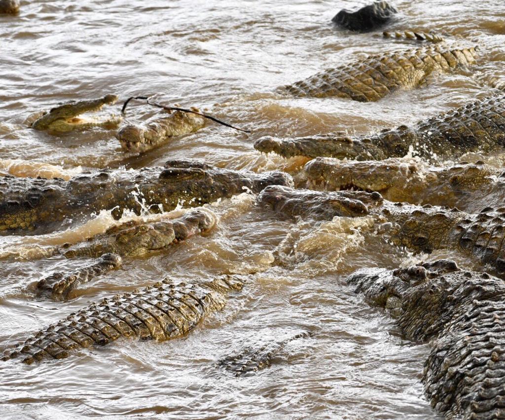 Crocodiles basking in the sun in African river