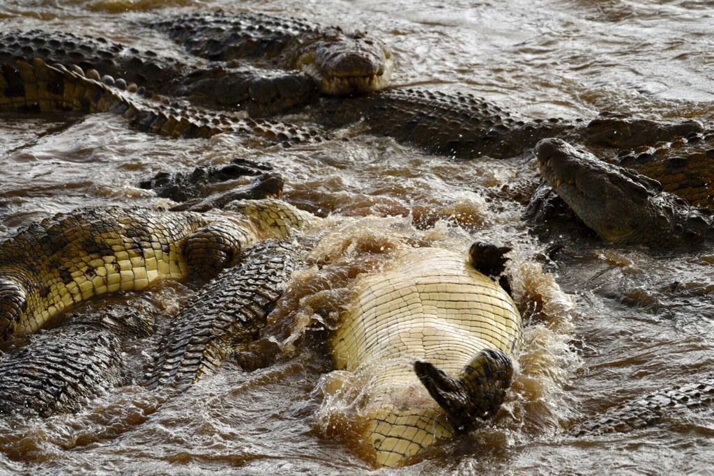 Crocodiles swimming in river during safari tour