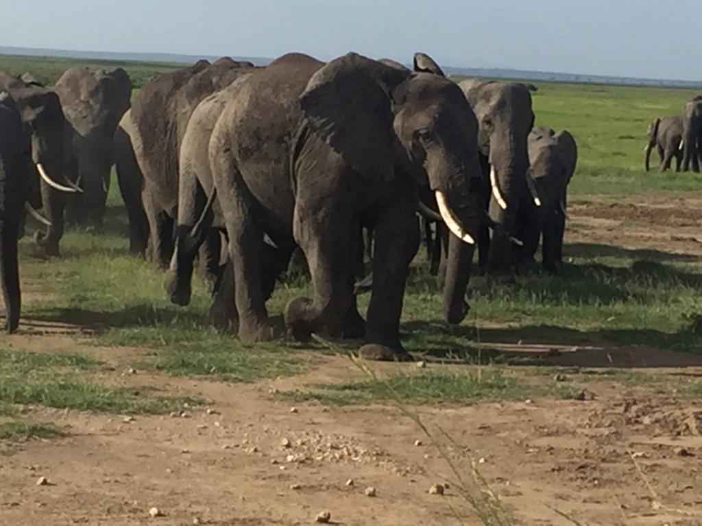 Group of elephants walking across African plains