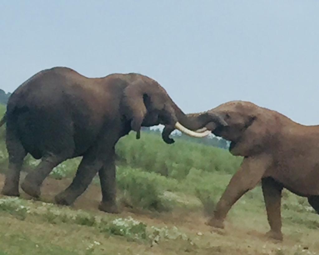 Elephants engaging in dominance display in the wild