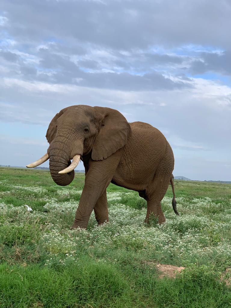 African elephant spotted in Kenya wildlife reserve