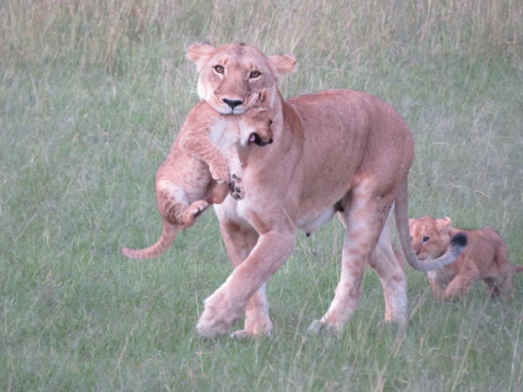 Lioness resting near safari vehicle in Kenya