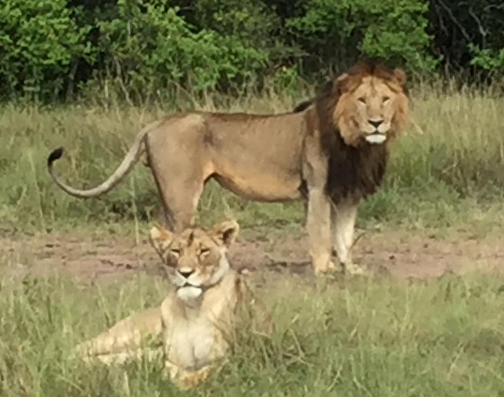 4x4 safari vehicle observing a lion pride in the wild