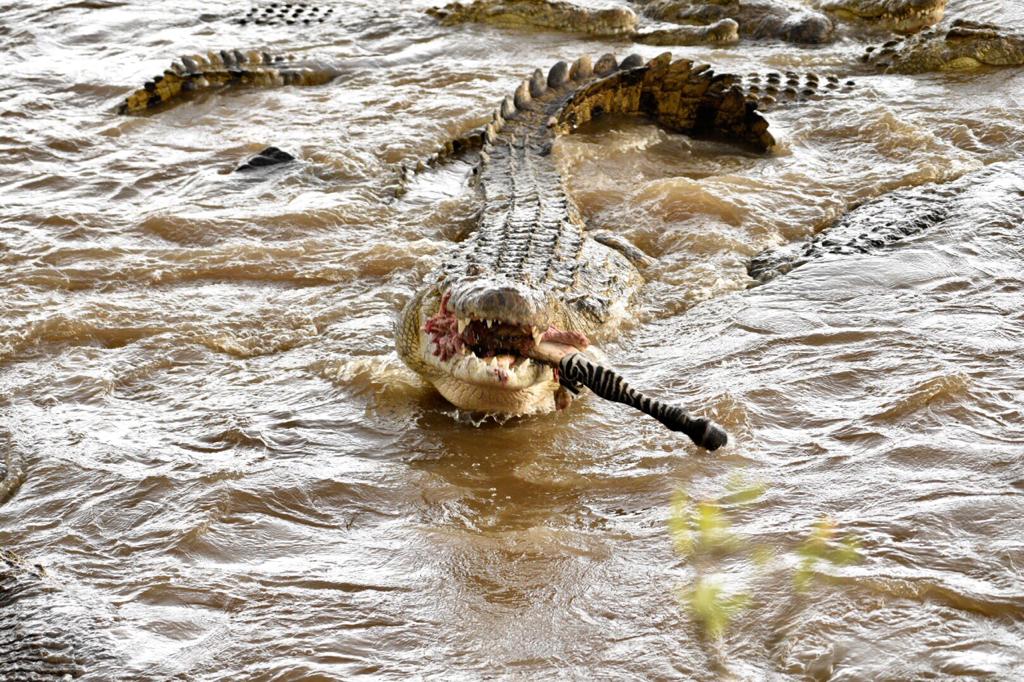 Crocodile resting along riverbank during safari