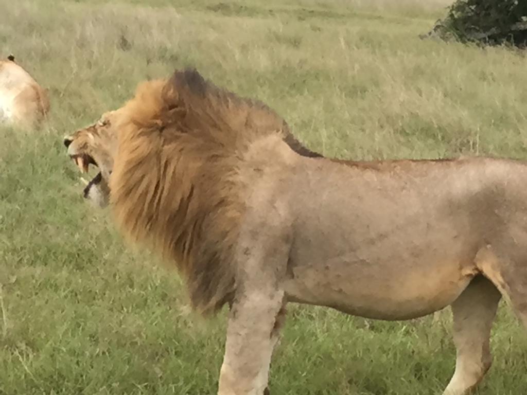 Lion roaring in the wild during an African safari