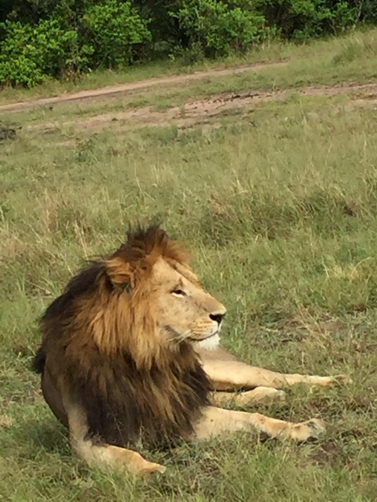 Lion resting in natural habitat on Kenya safari