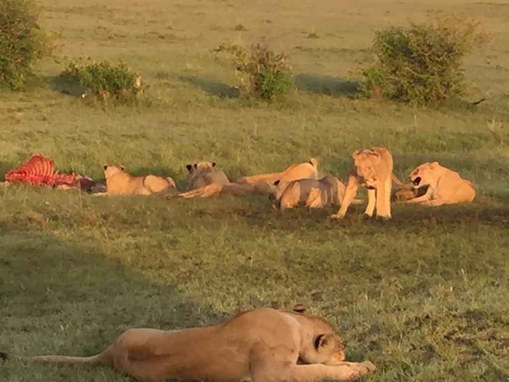 Sleeping lions in Maasai Mara National Reserve
