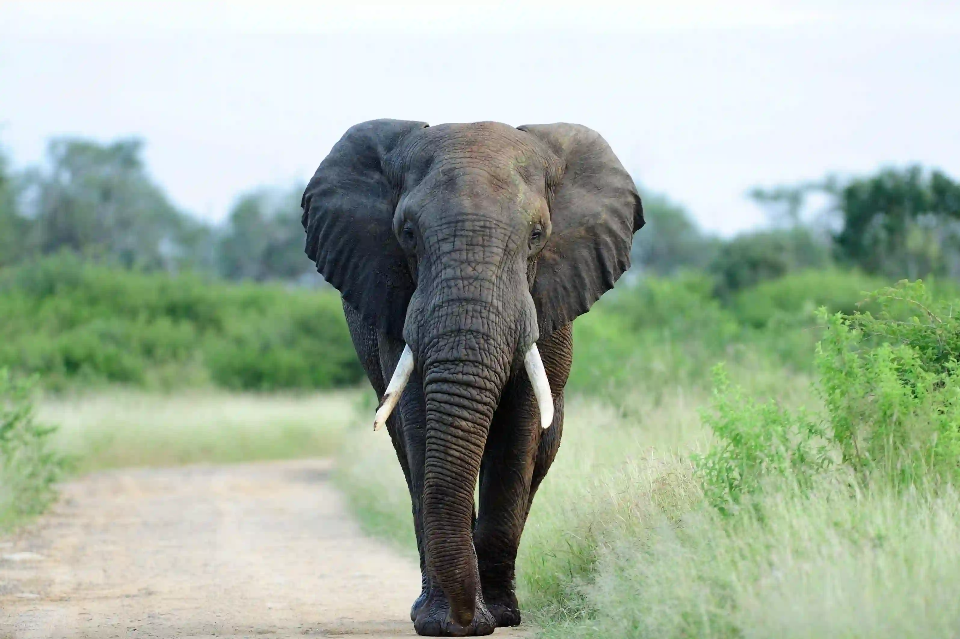 African elephant walking across savannah in Kenya safari park