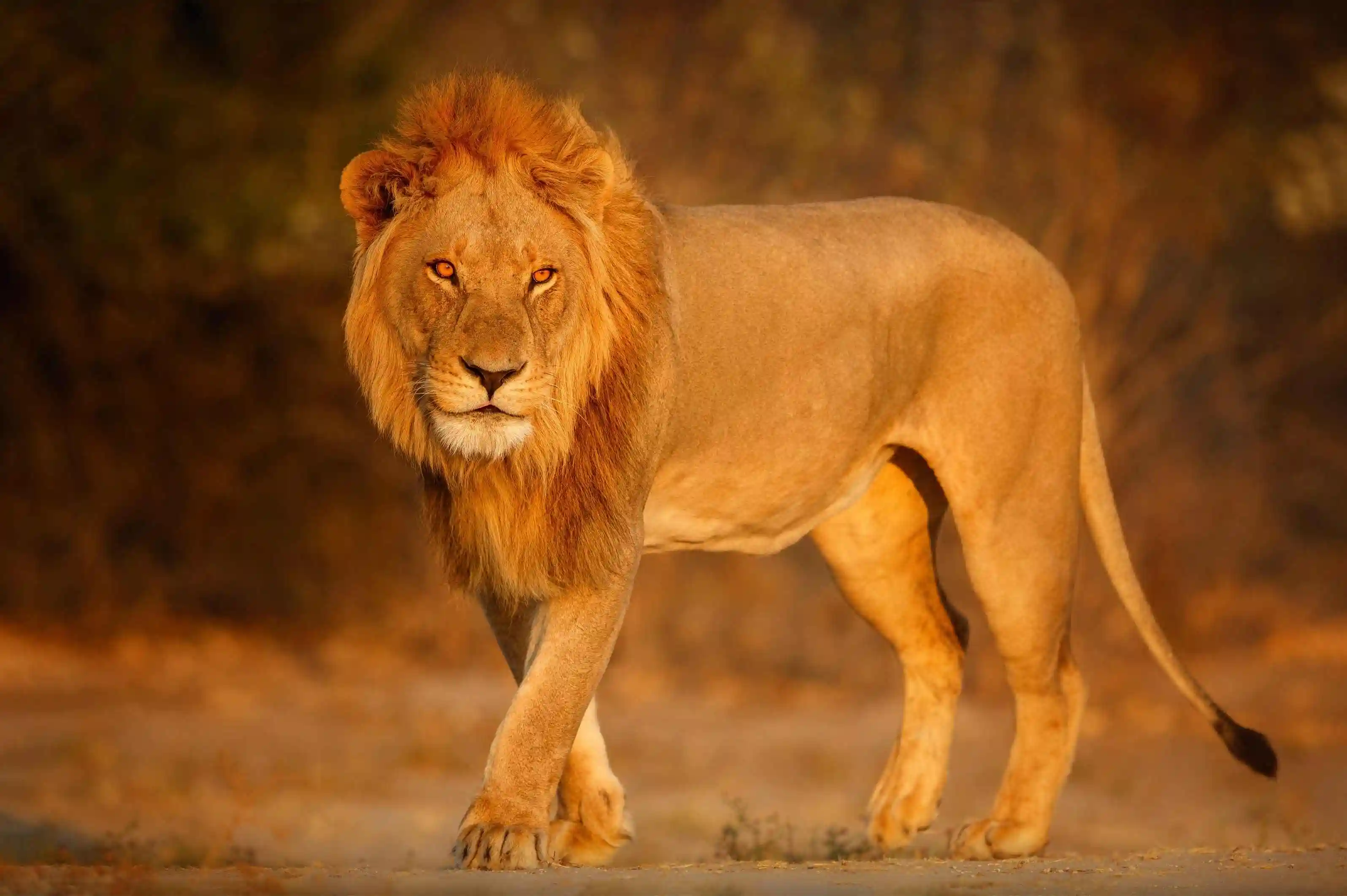 Male lion resting in Maasai Mara National Reserve, Kenya safari wildlife