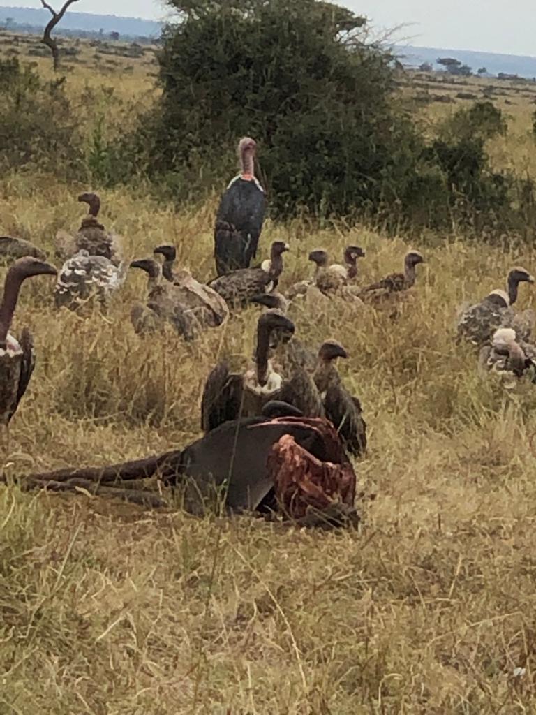 Vultures feeding in Kenya wildlife ecosystem